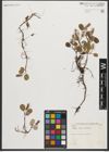 Foto von Salix reticulata L.